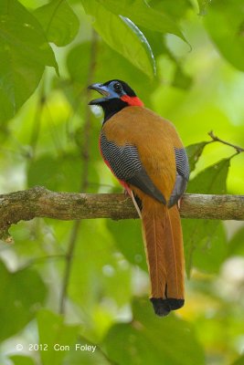 Trogon, Red-naped (male)