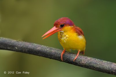Kingfisher, Rufous-backed