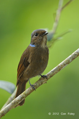 Niltava, Large (female) @ Jln Richmond