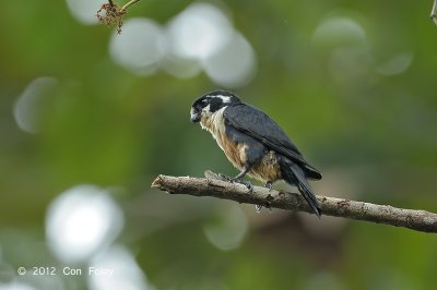 Falconet, Black-thighed @ Merapoh