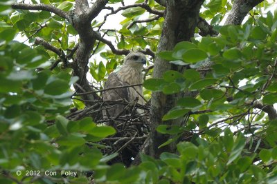 Eagle, Lesser Fish (juv) @ Kuala Juram