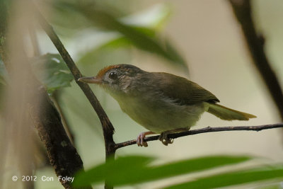 Babbler, Scaly-crowned @ Merapoh