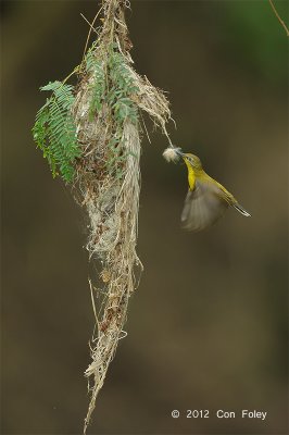 Sunbird, Olive-backed @ Halus