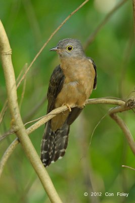 Cuckoo, Rusty-breasted @ Lor Halus