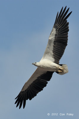 Eagle, White Bellied Sea