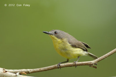 Gerygone, Golden-bellied