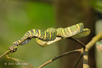 Viper, Wagler's Pit (female)