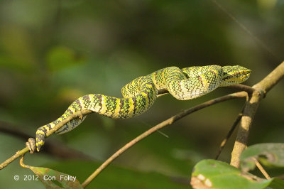 Viper, Wagler's Pit (female)