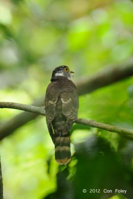Cuckoo, Malaysian Hawk (adult)
