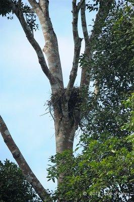 Eagle, Blyths Hawk (nest)