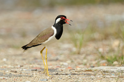 Lapwing, Red Wattled