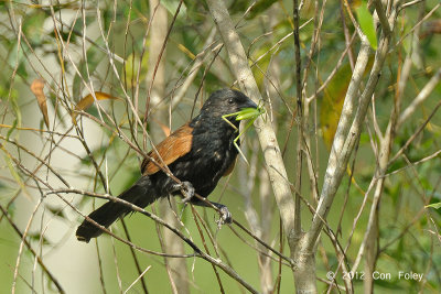 Coucal, Lesser @ Changi