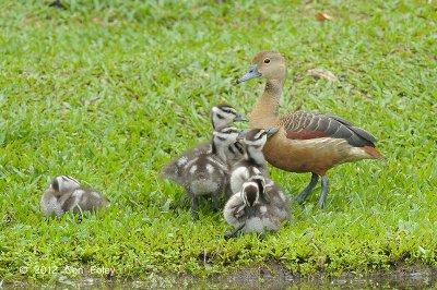 Duck, Lesser Whistling @ Botanic Gardens