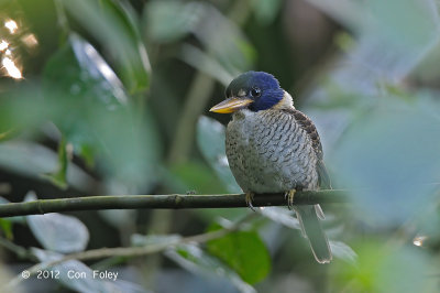 Kingfisher, Scaly-breasted (male) @ Gunung Mahawu