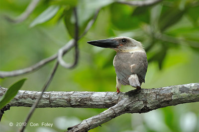 Kingfisher, Great-billed @ near Batu Putih