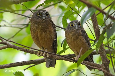 Boobook, Ochre-bellied @ Tangkoko