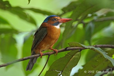 Kingfisher, Green-backed (female) @ Tangkoko