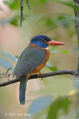 Kingfisher, Green-backed