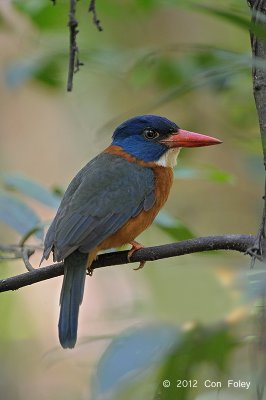 Kingfisher, Green-backed (male) @ Tangkoko