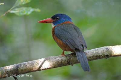 Kingfisher, Green-backed (male) @ Tangkoko