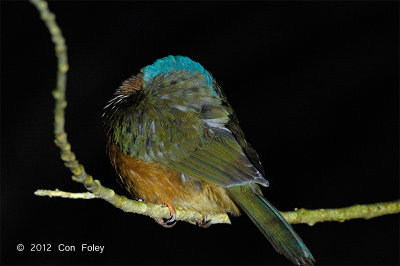 Kingfisher, Green-backed (asleep) @ Tangkoko