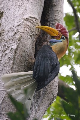 Hornbill, Red-knobbed