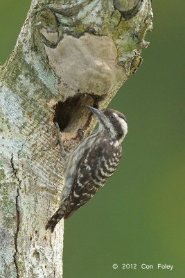 Woodpecker, Sunda Pygmy @ Halus