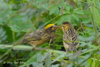 Weaver, Streaked (male & juv) @ Halus