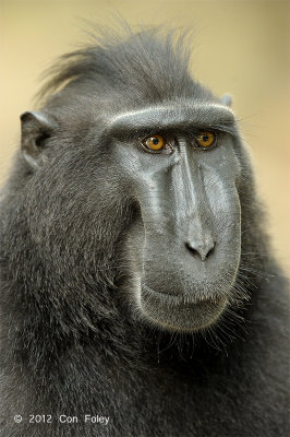 Crested Black Macaque @ Tangkoko