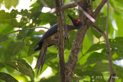 Woodpecker, Ashy (male) @ Tangkoko
