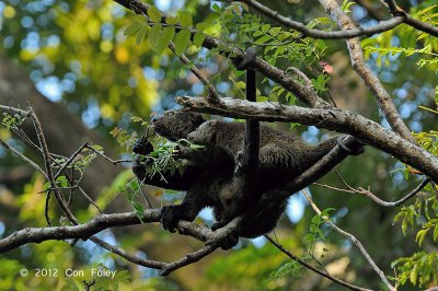 Sulawesi Bear Cuscus