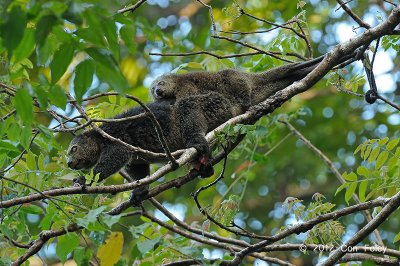 Sulawesi Bear Cuscus @ Tangkoko