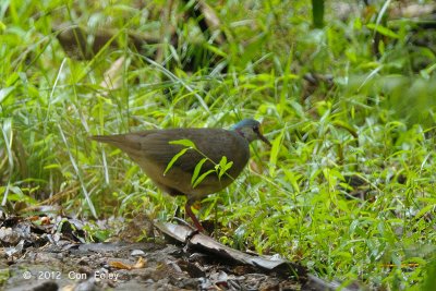 Dove, Sulawesi Ground @ Anaso track