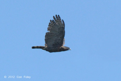 Eagle, Sulawesi Hawk @ Lake Tambing
