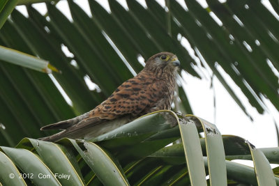 Kestrel, Spotted @ Napu valley