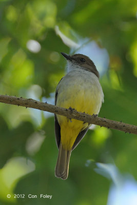 Whistler, Yellow-vented @ Lake Tambing