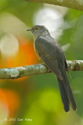 Cuckoo, Rusty-breasted @ Lake Tambing