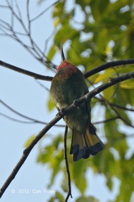 Bee-eater, Red-bearded @ The Old Road