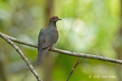 Dove, Little Cuckoo @ Jeriau Waterfall