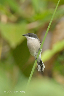 Flycatcher-Shrike, Bar-winged