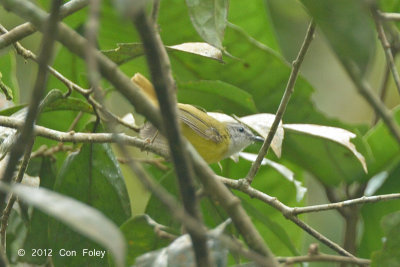 Warbler, Yellow-bellied