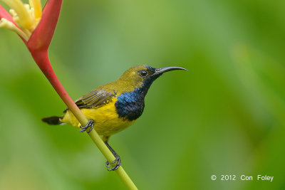 Sunbird, Olive-backed @ Botanic Gardens