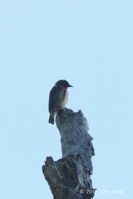 Flowerpecker, Grey-sided @ hornbill lookout