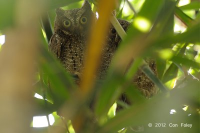 Owl, Sulawesi Scops @ Tangkoko