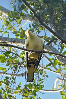 Pigeon, Silver-tripped @ Tangkoko