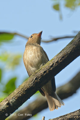 Flycatcher, Brown-streaked
