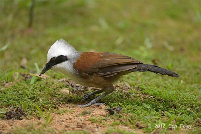 Laughingthrush, White Crested