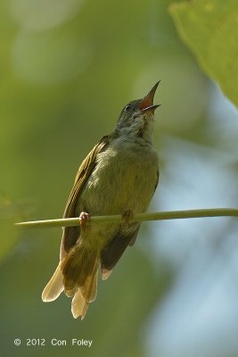 Sunbird, Plain (female)