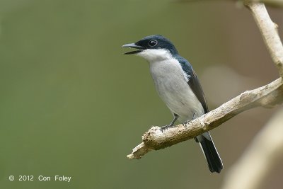 Flycatcher-Shrike, Black-Winged (male)