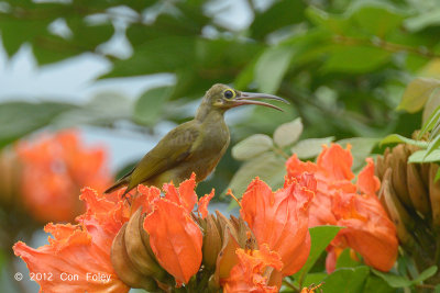 Spiderhunter, Spectacled